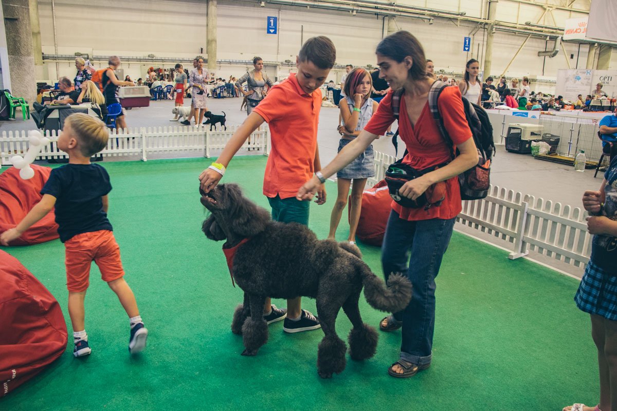 Известный канис-терапевт - королевский пудель Дара, работает с детьми-аутистами Известный канис-терапевт - королевский пудель Дара, работает с детьми-аутистами