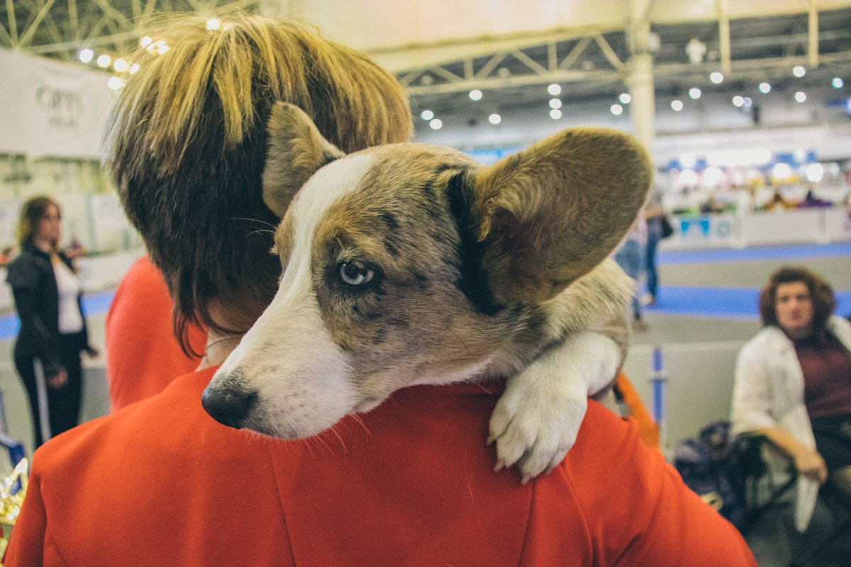 Собаки - наши лучшие друзья Собаки - наши лучшие друзья