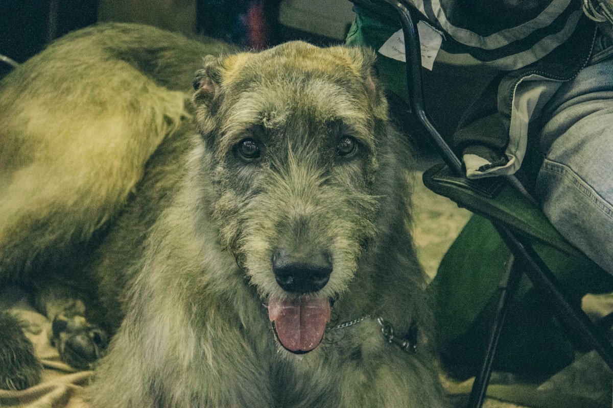 На выставке можно было встретить экзотические породы собак На выставке можно было встретить экзотические породы собак