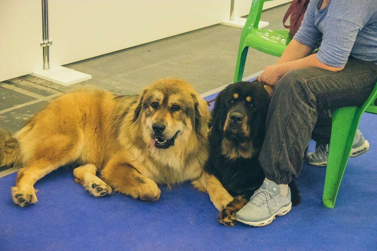 В Чемпионате участвуют псы из Италии, Испании, Германии, Финляндии, Азербайджана, Греции, Японии, Китая, Чехии, Эстонии, Литвы, Велокобритании, России и других стран В Чемпионате участвуют псы из Италии, Испании, Германии, Финляндии, Азербайджана, Греции, Японии, Китая, Чехии, Эстонии, Литвы, Велокобритании, России и других стран