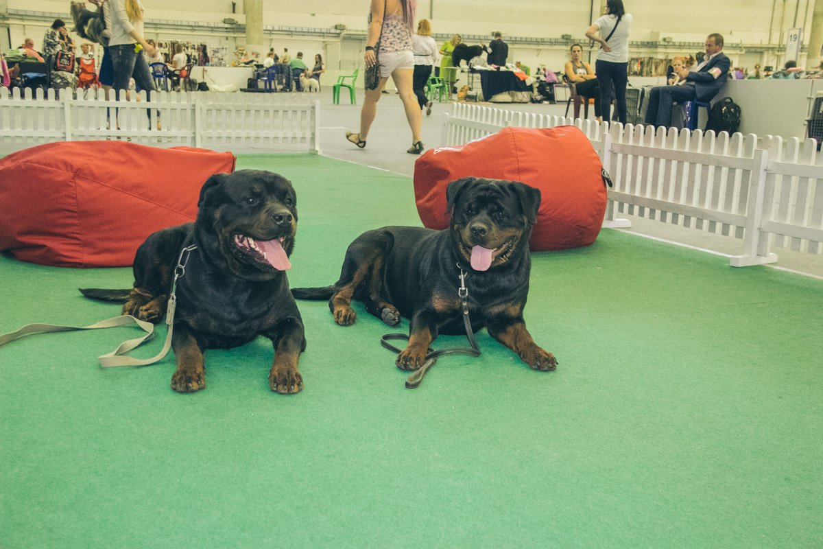 Эти резвые красавцы только на пару секунд остановились, чтобы попозировать фотографу Эти резвые красавцы только на пару секунд остановились, чтобы попозировать фотографу