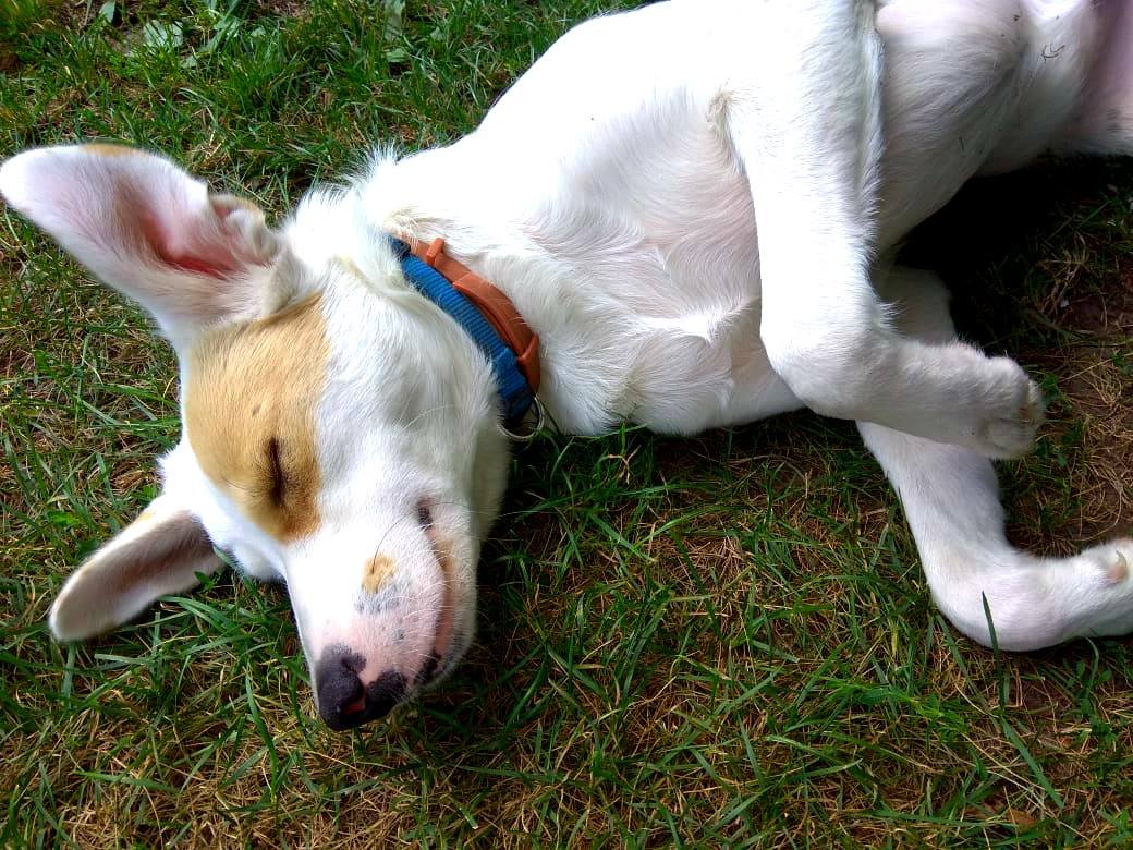 Пятнистый Лаки наслаждается каждой минутой жизни, вместе с новой семьей это делать гораздо приятнее 