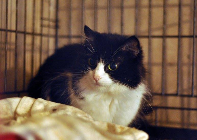 Красивая кошечка ждет того, кто позволит ей стать счастливой хотя бы в старости