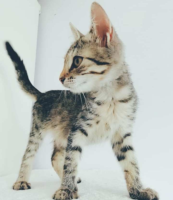 Маленький пушистый комочек хочет лежать холодными вечерами у хозяина на груди и согреваться вместе