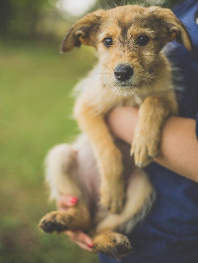 Сандра очень маленькая, ее сердце открыто для любви. Не дайте ей больше повода для грусти и заберите кроху домой