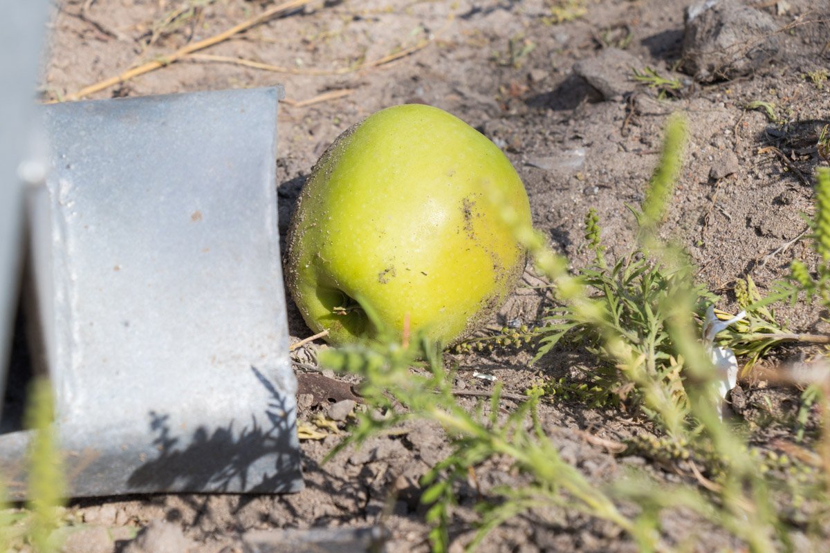 В прицепе перевозились яблоки В прицепе перевозились яблоки