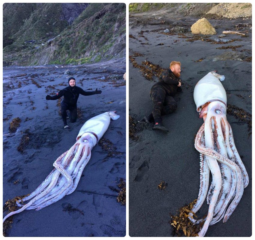 В Веллингтоне Новая Зеландия, обнаружили гигантского кальмара