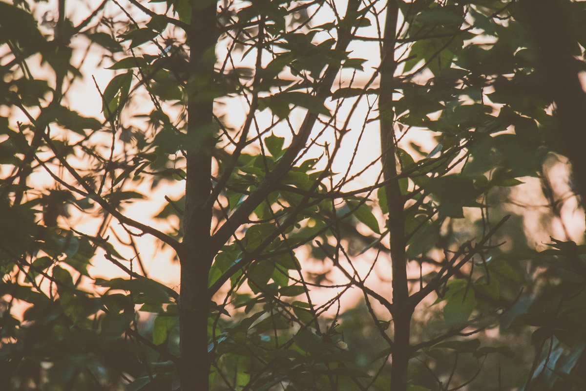 Зелень радуется первым солнечным лучам