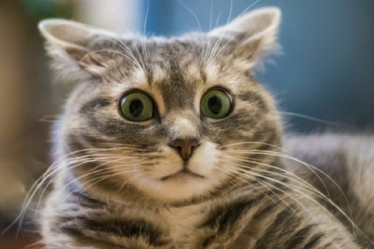 В Новой Зеландии хотят запретить заводить домашних кошек В Новой Зеландии хотят запретить заводить домашних кошек