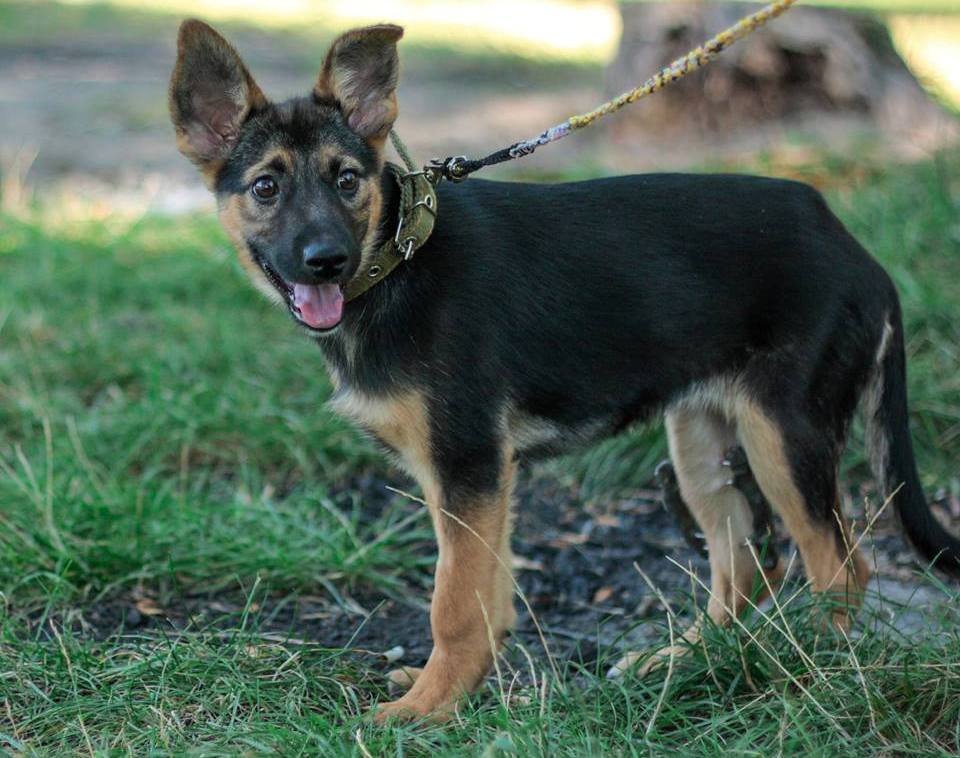 Не так давно Фиона попала под машину, сейчас она как никогда нуждается в заботе и любви Не так давно Фиона попала под машину, сейчас она как никогда нуждается в заботе и любви