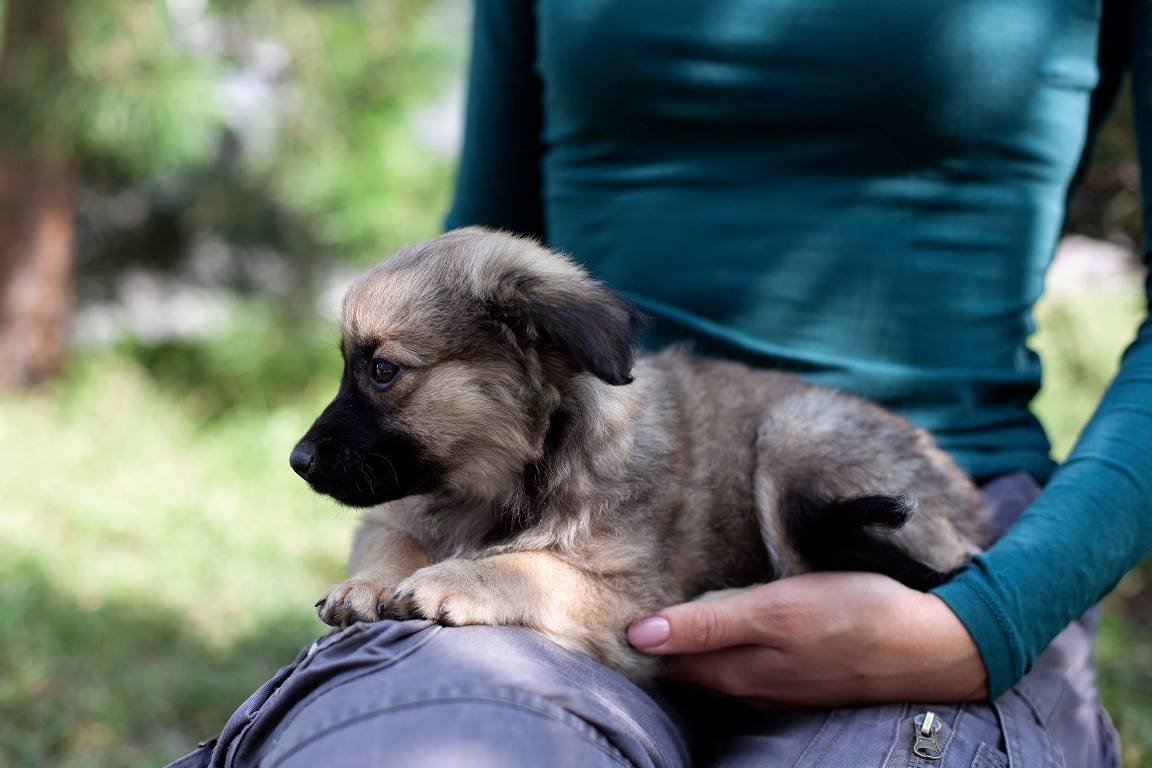 Серьезная мисс Холли в ожидании своего любящего хозяина Серьезная мисс Холли в ожидании своего любящего хозяина