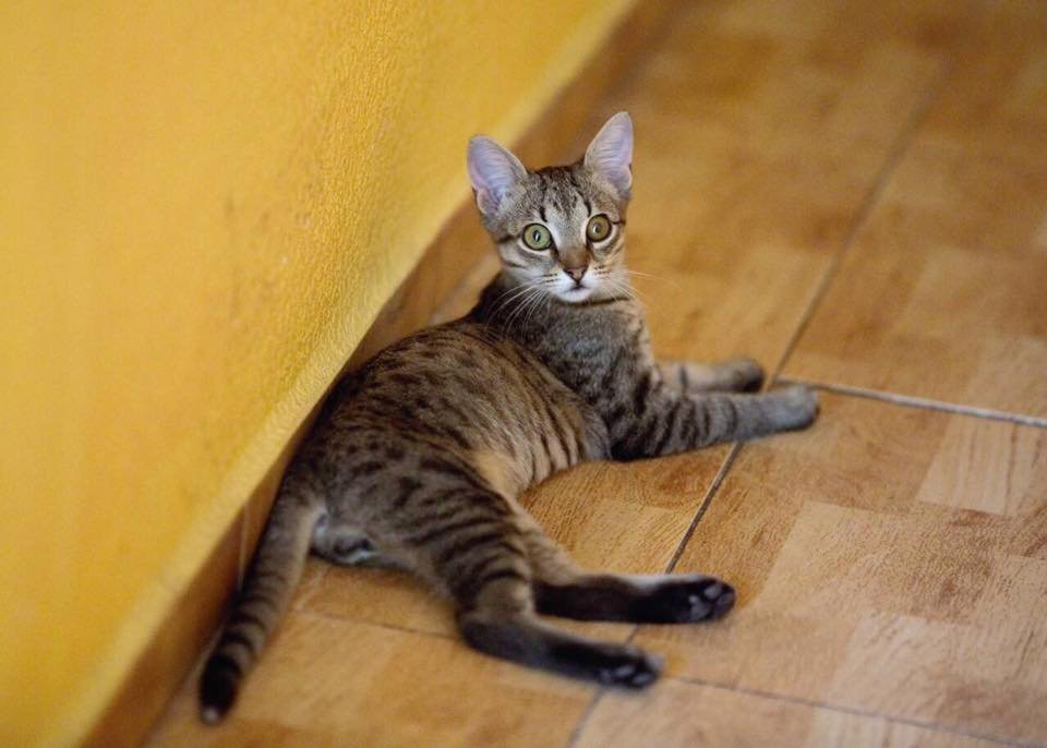 Маленький Жорж очень умный и чрезвычайно добрый. Ну как такого не забрать домой? Маленький Жорж очень умный и чрезвычайно добрый. Ну как такого не забрать домой?