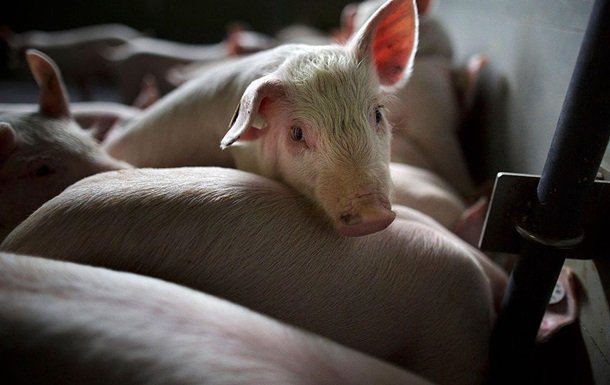 По Украине зафиксировали случаи африканской чумы у свиней В Украине зафиксировали случаи африканской чумы у свиней