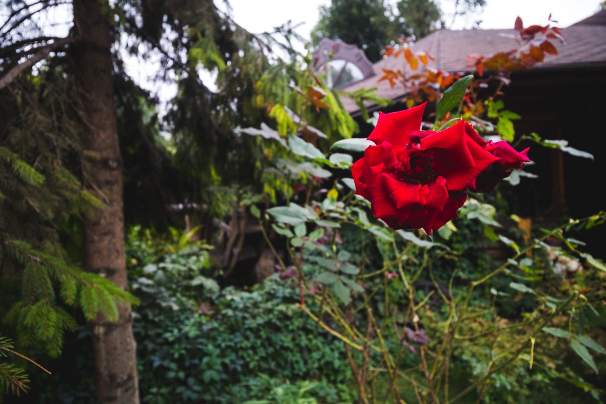 Здесь множество деревьев, кустов, цветников, на фоне которых можно сделать отличные фото