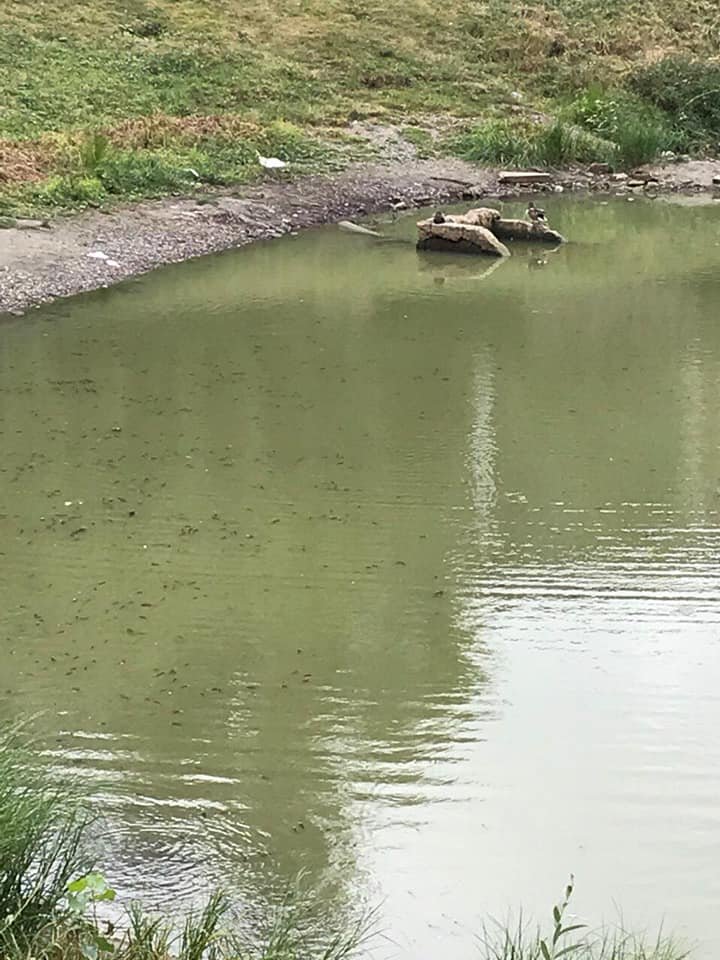 Экологи оповестили коммунальные службы