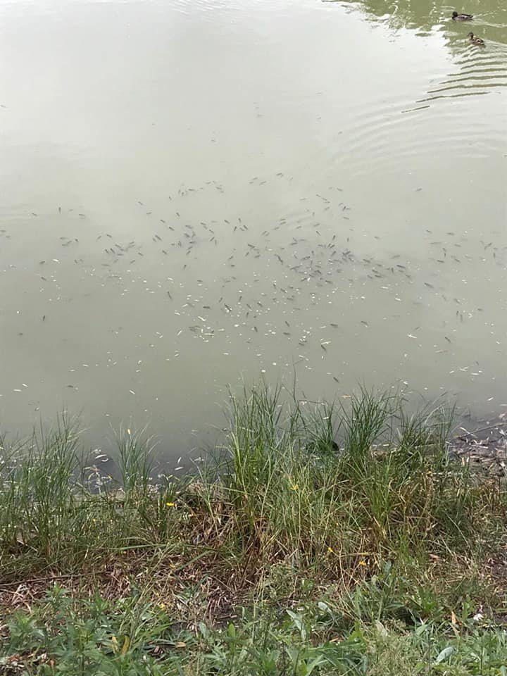 Экоактивисты готовят обращения на проведение экспертиз