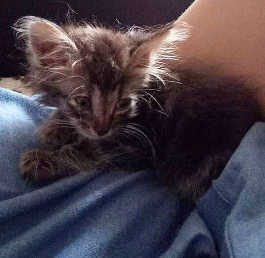 Котенок совсем недавно открыл глазки, а уже так много испытал боли Котенок совсем недавно открыл глазки, а уже так много испытал боли