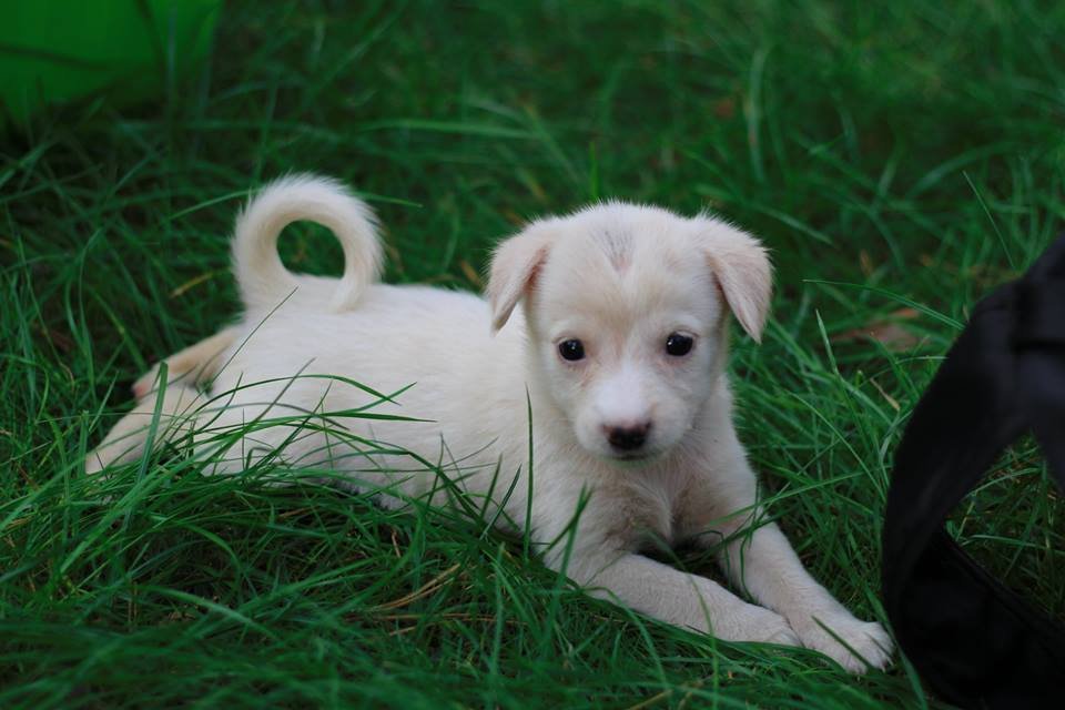 Дейнерис ищет Вестерос, свой трон, но больше всего — хозяина Дейнерис ищет Вестерос, свой трон, но больше всего — хозяина