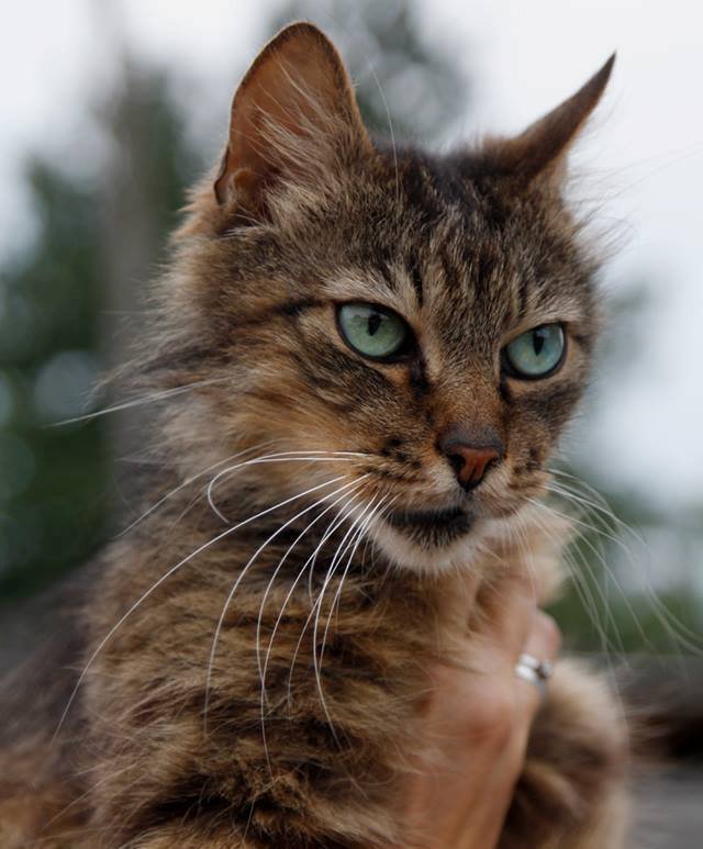 Кот оказался в приюте после смерти хозяйки, он не привык к одиночеству и хочет поскорее попасть в новую семью Кот оказался в приюте после смерти хозяйки, он не привык к одиночеству и хочет поскорее попасть в новую семью