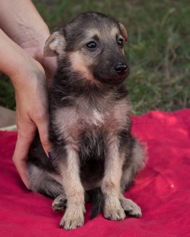 Шанти - воплощение гармонии Шанти - воплощение гармонии
