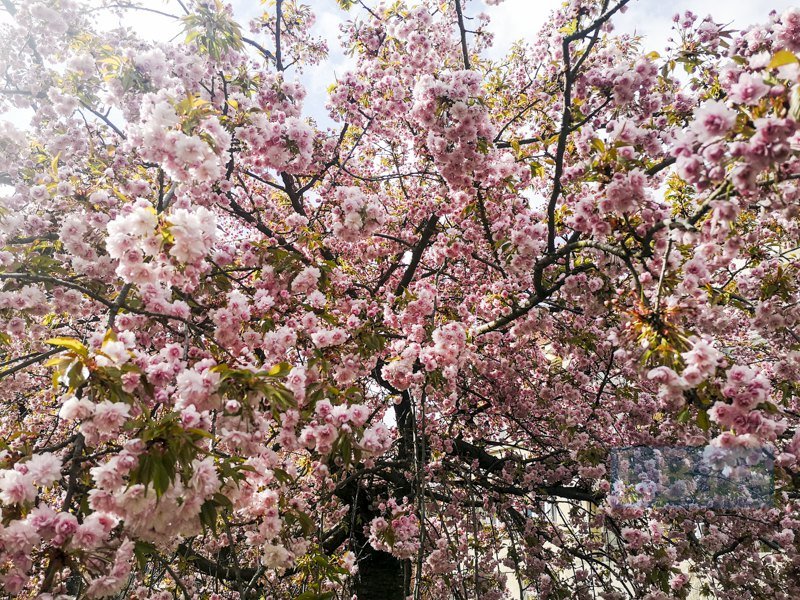 В Ужгороді почали цвісти сакури 4