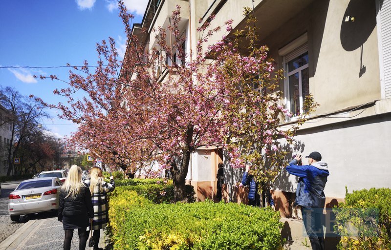 В Ужгороді почали цвісти сакури 1