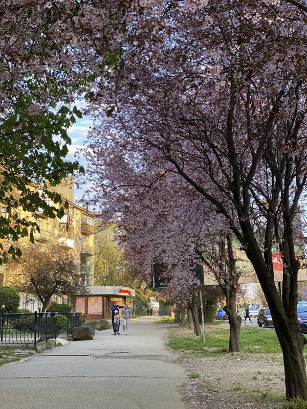 В Ужгороді почали цвісти сакури 2