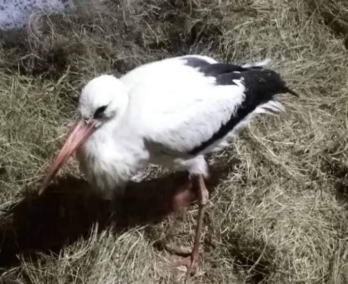 Как помочь животным, нуждающимся в нашем участии: популярные паблики и проекты 2