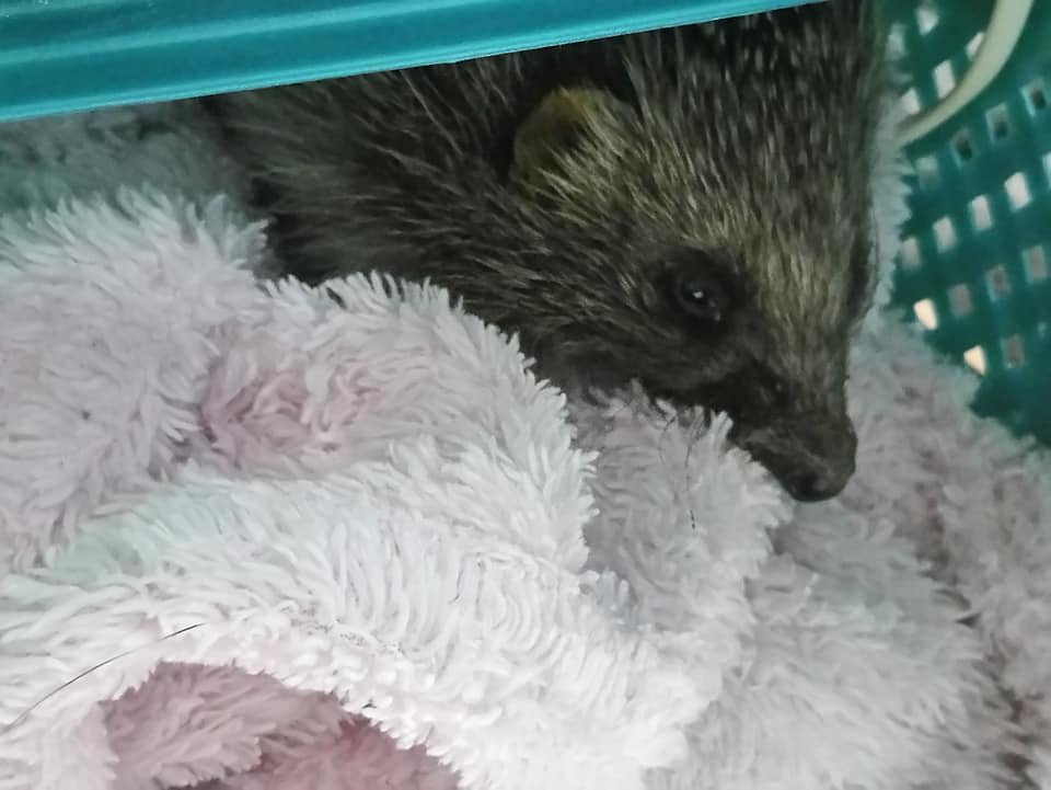 Как помочь животным, нуждающимся в нашем участии: популярные паблики и проекты 3