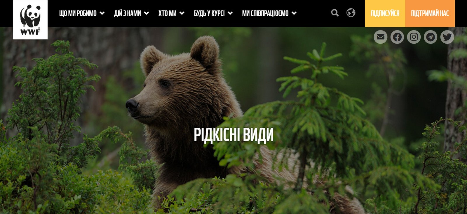 Как помочь животным, нуждающимся в нашем участии: популярные паблики и проекты 4