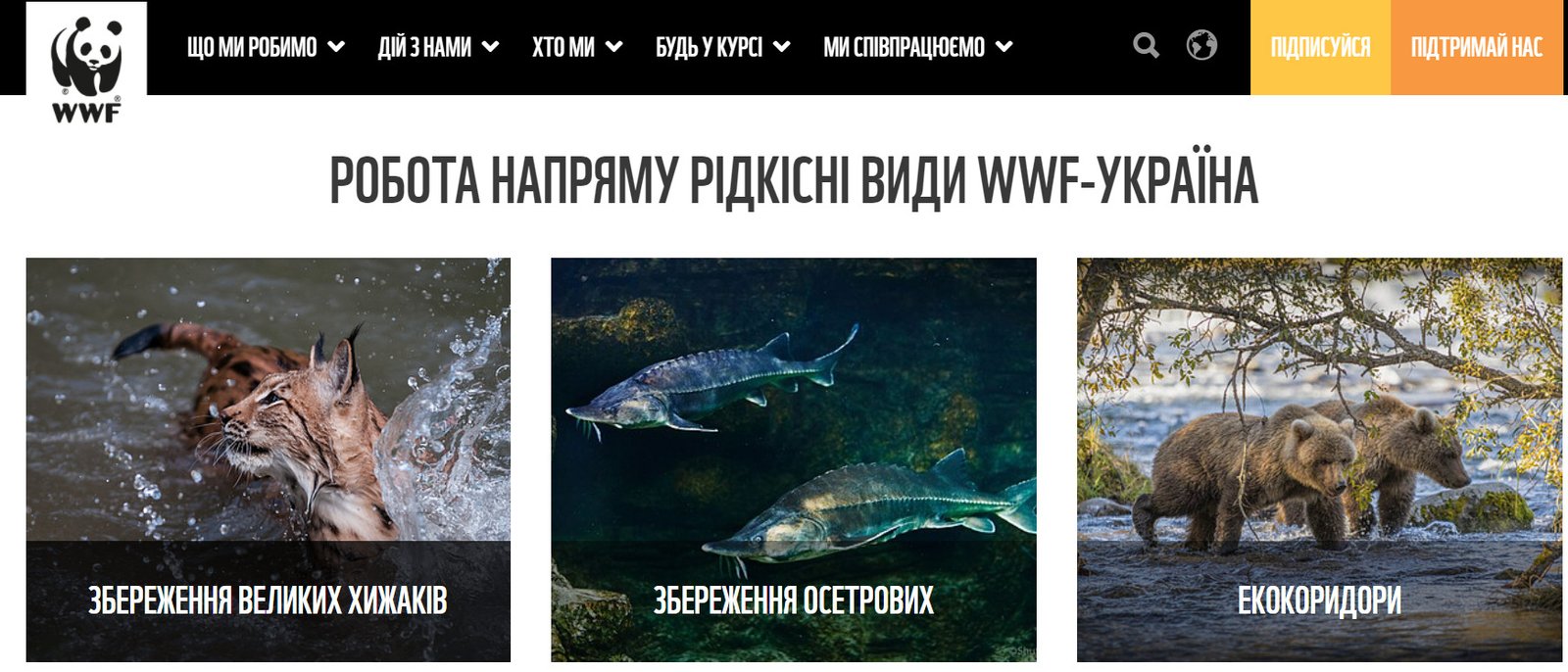 Как помочь животным, нуждающимся в нашем участии: популярные паблики и проекты 5