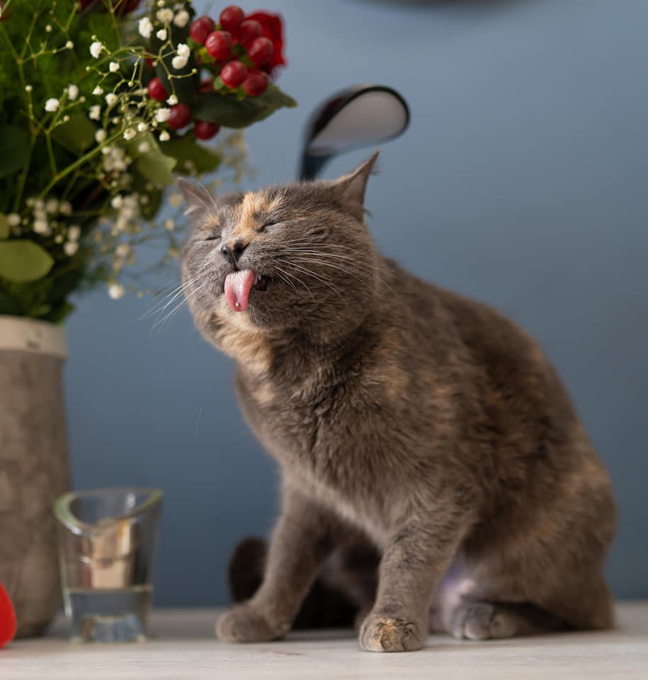 Як допомогти тваринам, які потребують нашої участі: популярні паблік і проекти 11