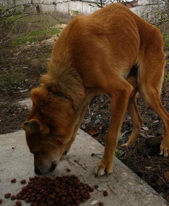 Как помочь животным, нуждающимся в нашем участии: популярные паблики и проекты 7