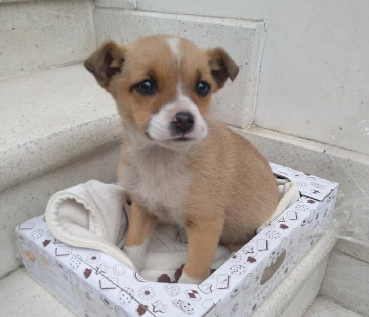 Як допомогти тваринам, які потребують нашої участі: популярні паблік і проекти 8