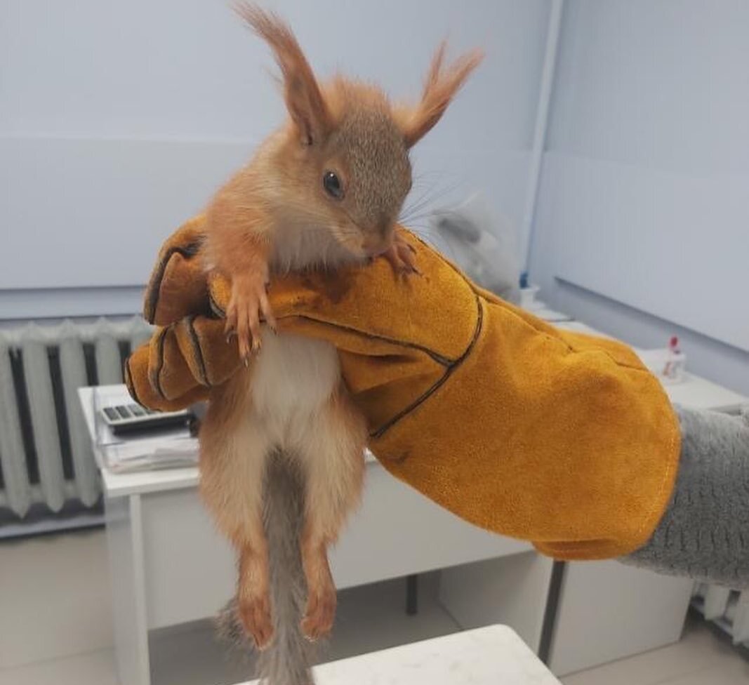 Как помочь животным, нуждающимся в нашем участии: популярные паблики и проекты 1