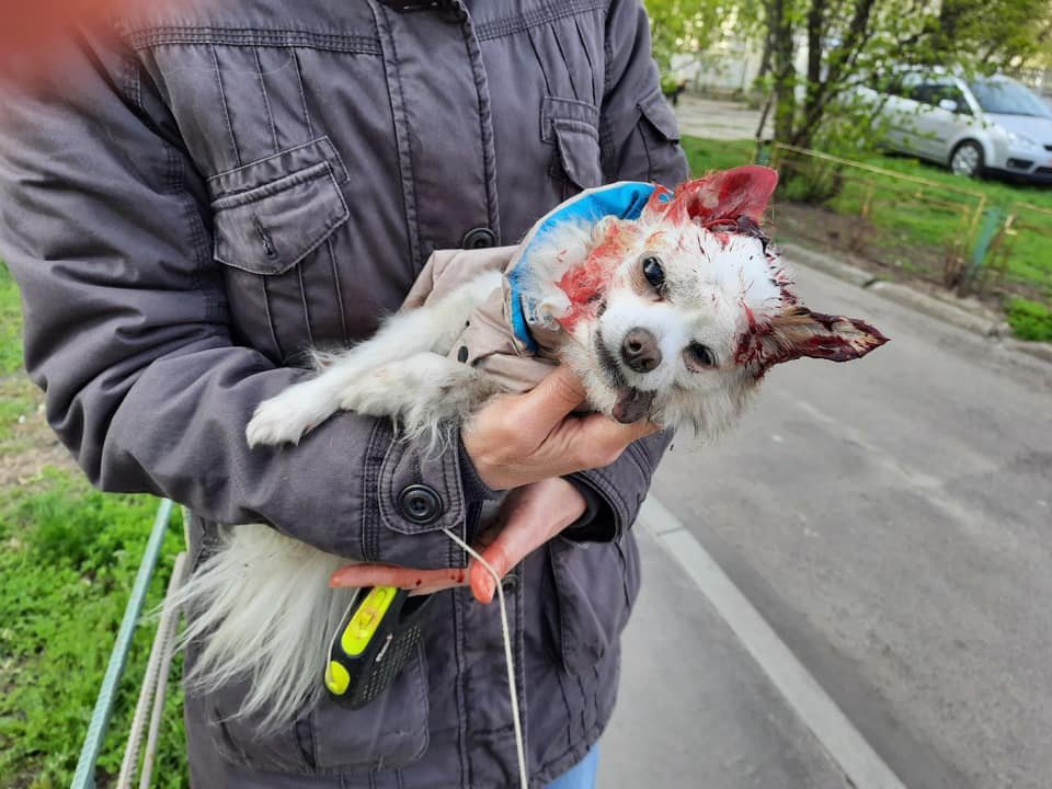 В Киеве стаффорд загрыз собаку В Киеве стаффорд загрыз собаку