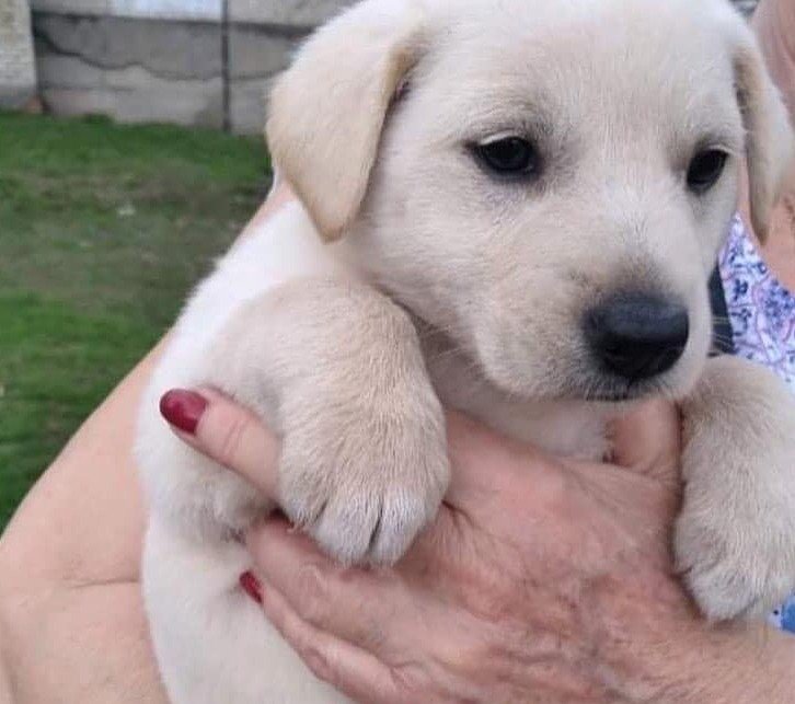 Как помочь животным, нуждающимся в нашем участии: популярные паблики и проекты 9