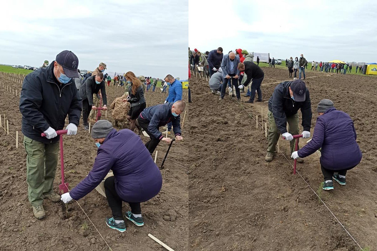 В Сумской области деревья высадили в форме трезубца