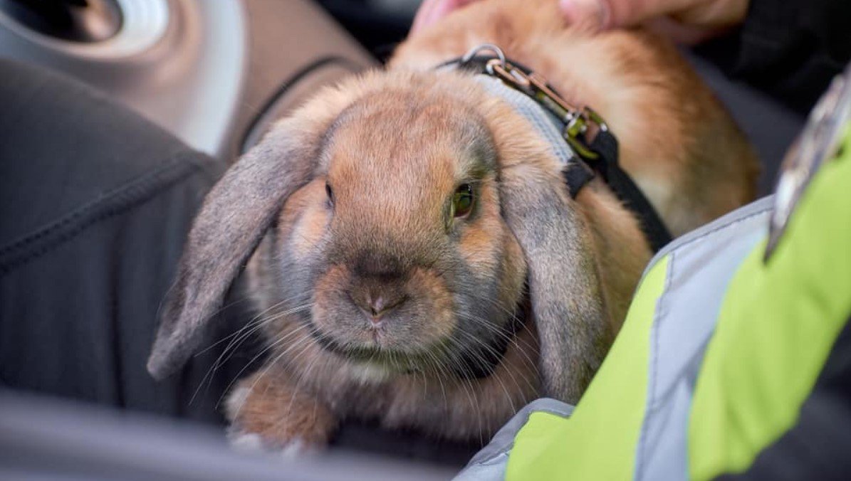 В университете МВД в Днепре появился пушистый курсант Топотун 3