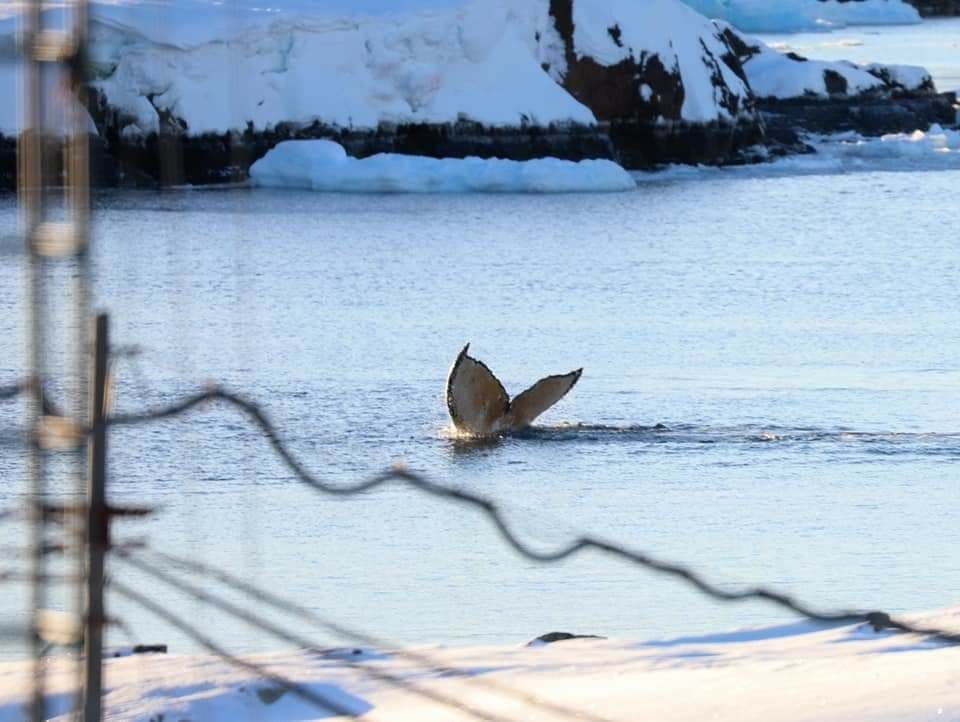 Возле станции «Академик Вернадский» заметили горбатых китов: это большая редкость 3