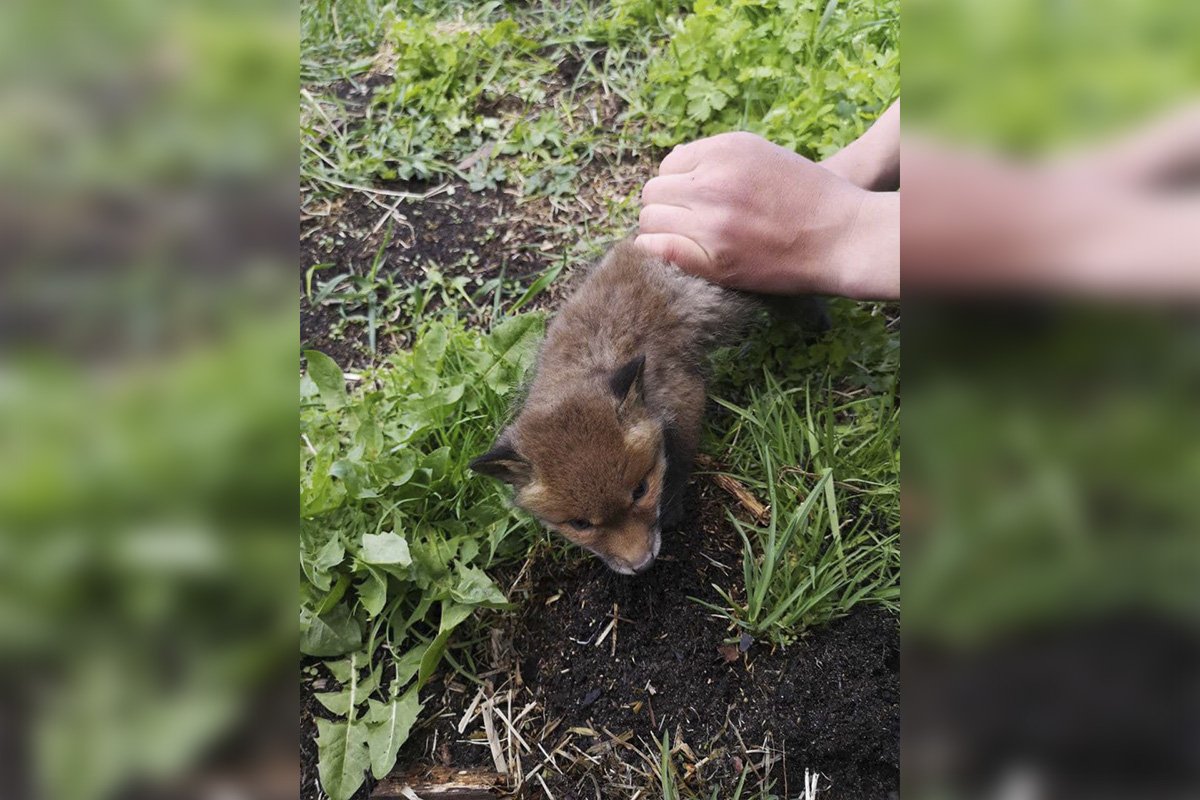 Лисят спасли от браконьера Лисят спасли от браконьера
