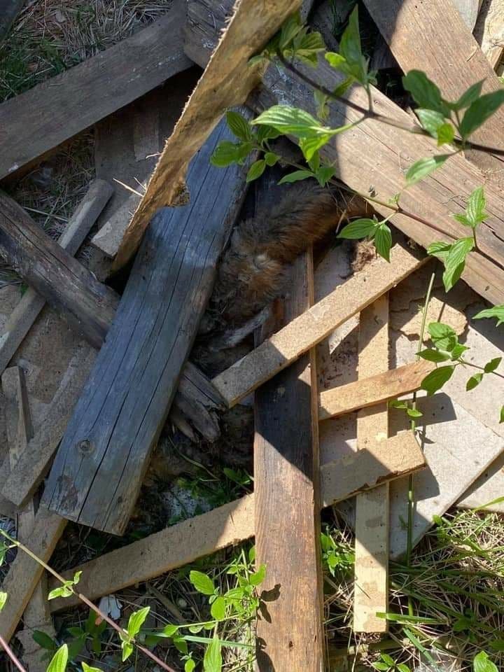 Во Львовской области подростки убили лису и пугали ею прохожих 1