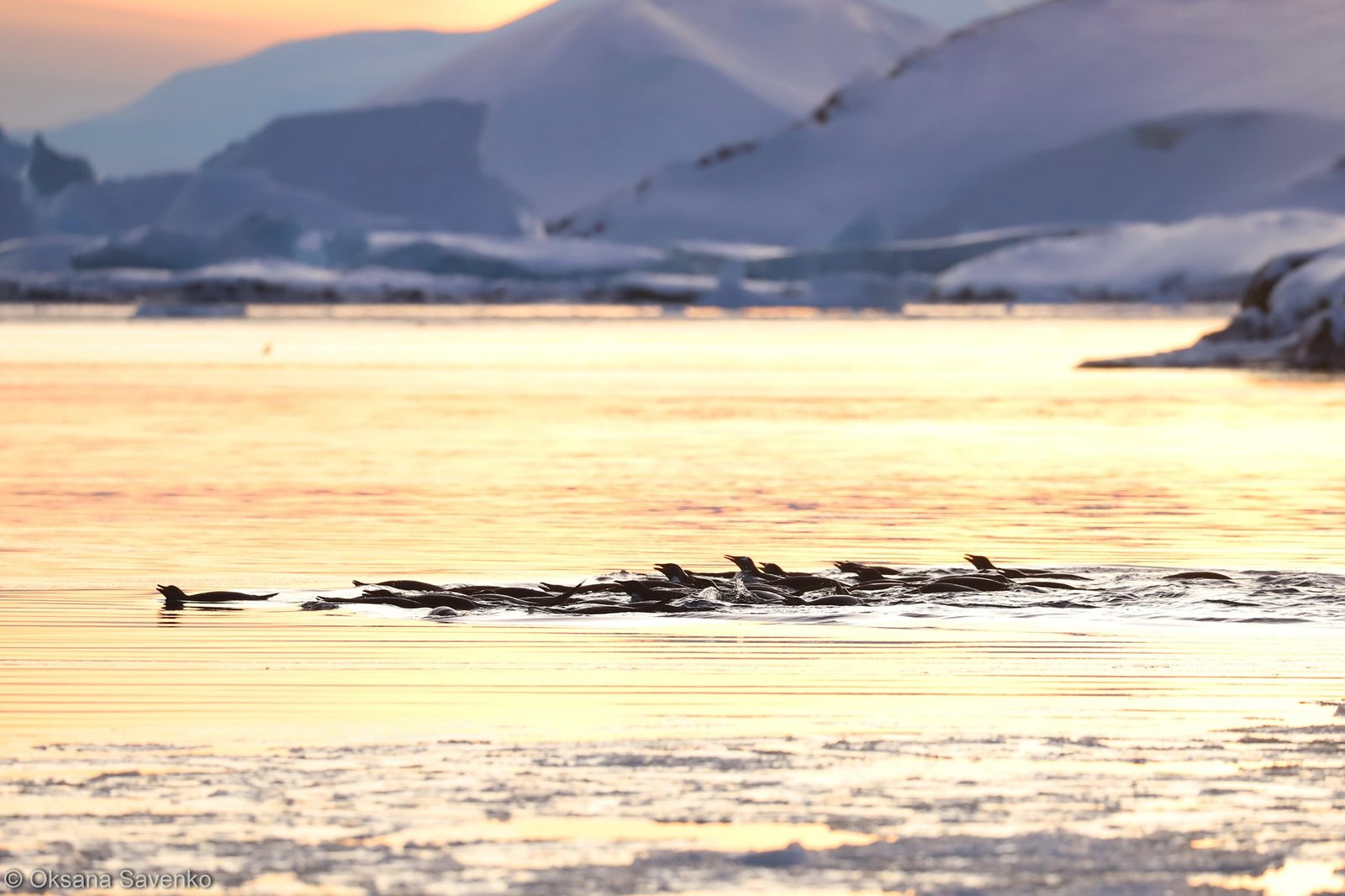 Украинские полярники заметили рекордное скопление пингвинов возле станции «Академик Вернадский» 4