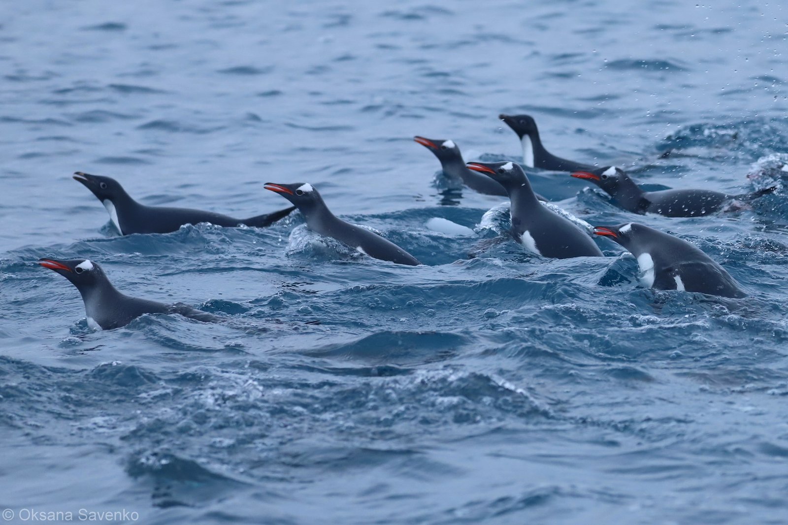 Украинские полярники заметили рекордное скопление пингвинов возле станции «Академик Вернадский» 5