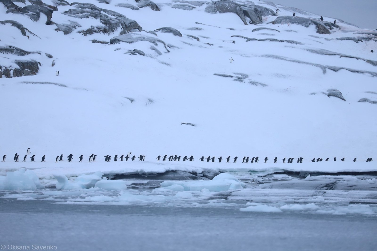 Украинские полярники заметили рекордное скопление пингвинов возле станции «Академик Вернадский» 6