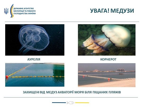 Почему на Азовском море стало так много медуз 1
