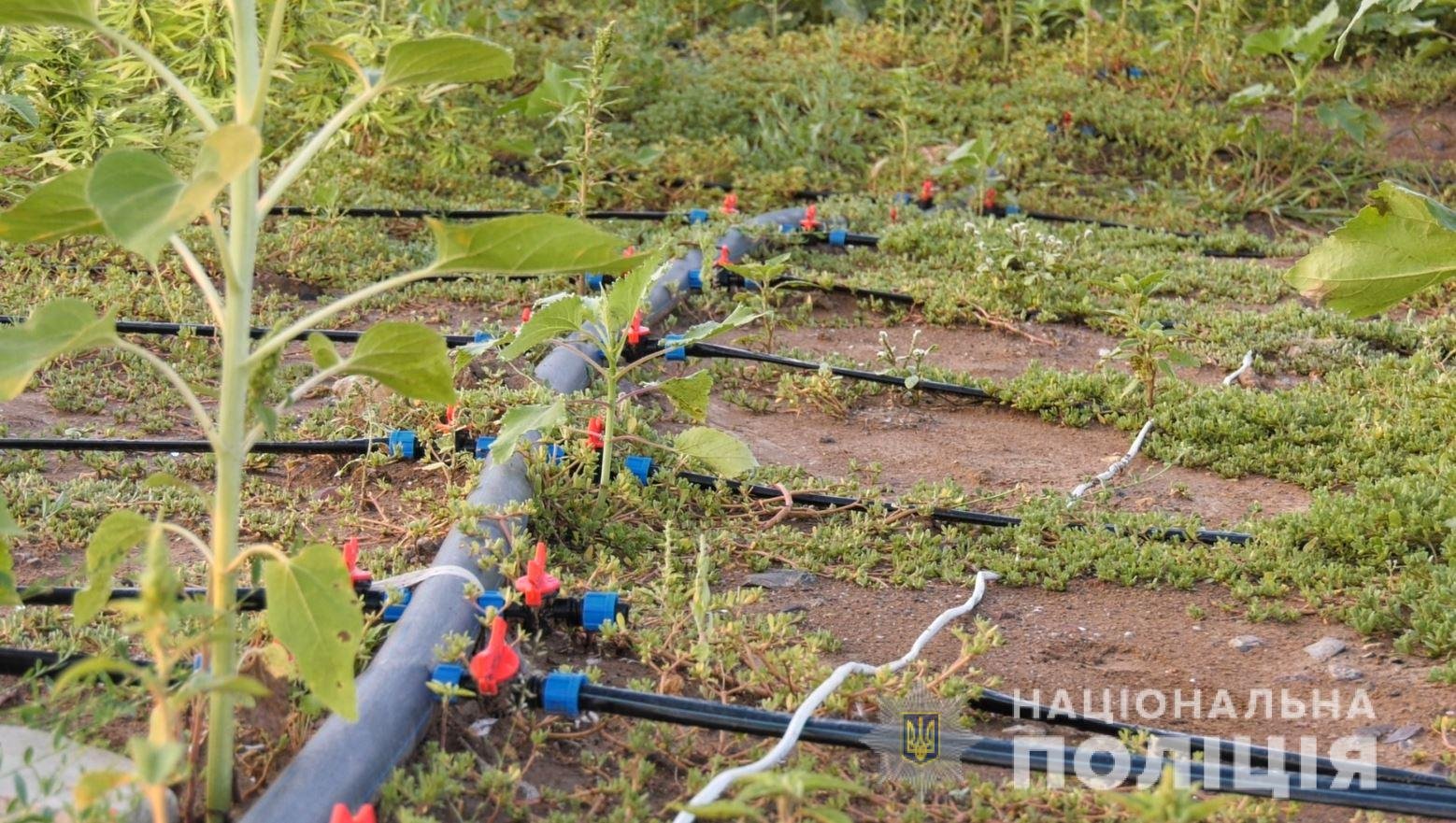 В Херсонской области нашли рекордный посев конопли на более чем 300 миллионов гривен 2