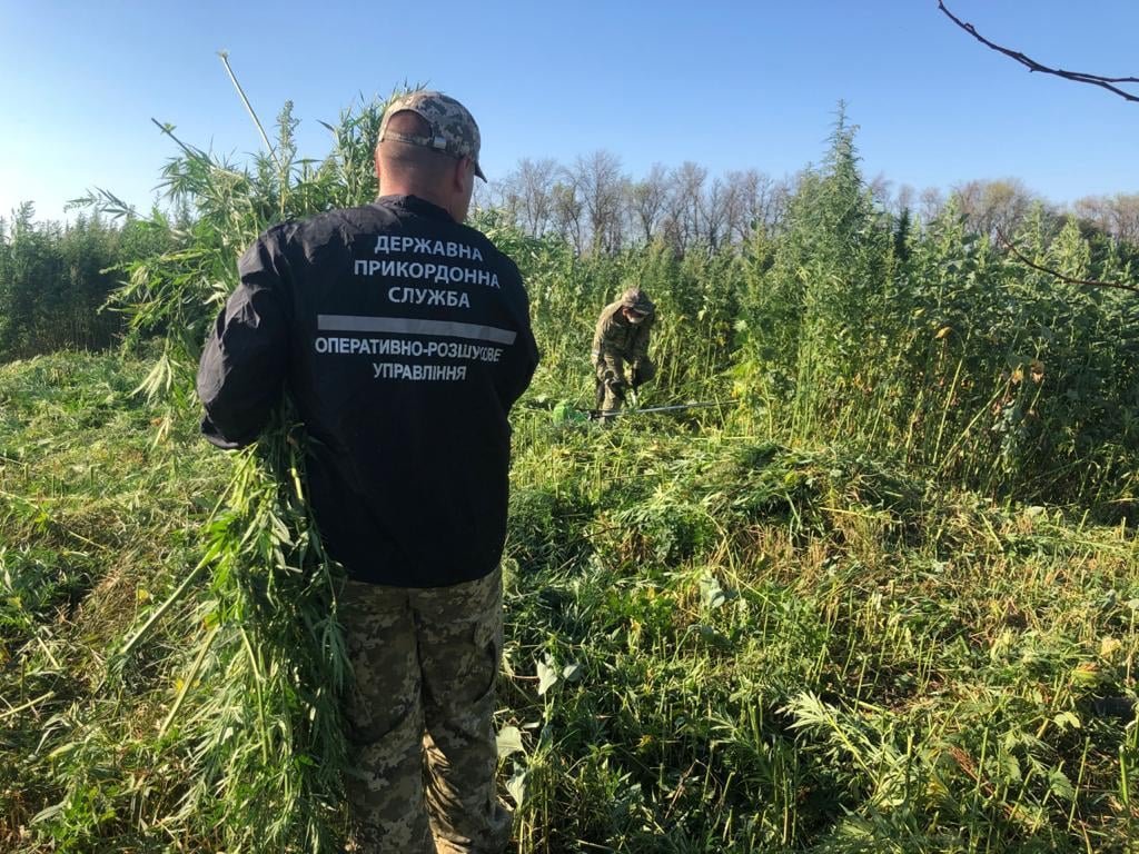 Украинские пограничники обнаружили на линии соприкосновения целую плантацию конопли 1