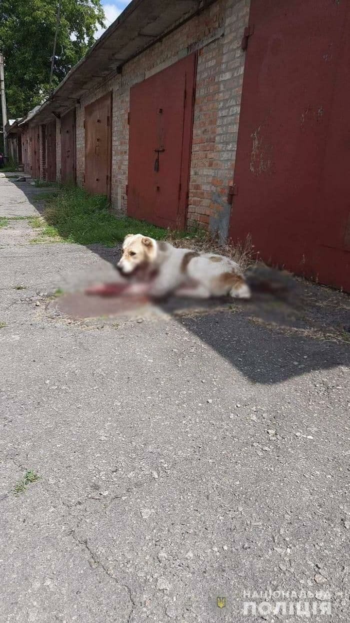 В Черкасской области пенсионер застрелил собаку: ему грозит до 3 лет тюрьмы 1