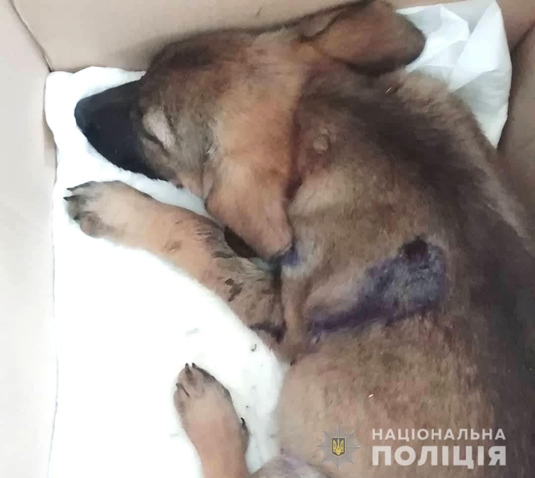 В Ровенской области мужчина расстрелял собак